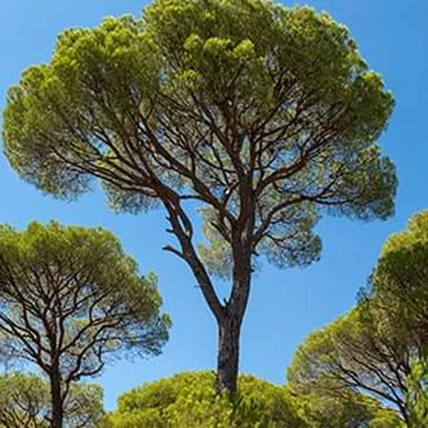 Pine bark extract ingredient in Boostaro for antioxidant and vascular wellness support