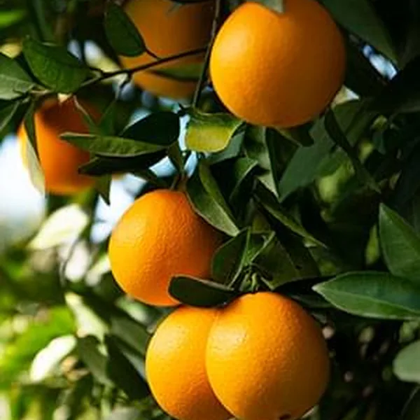Vitamin C ascorbic acid ingredient in Boostaro supplement for antioxidant support